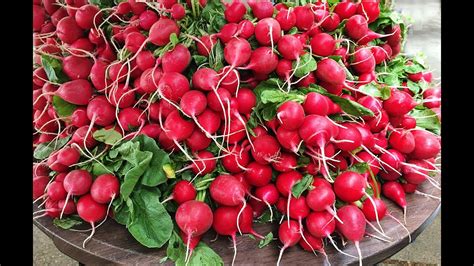 Harvesting And Planting Cherry Belle Radishes Youtube