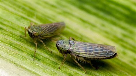 Nc State Insect Collection Entomology And Plant Pathology