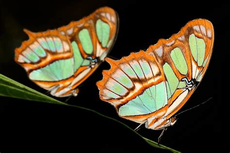 Mariposa Tropical Amazonia Ecuadorxa Foto Premium