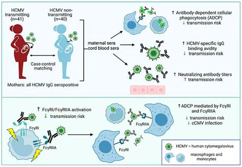 Citomegalovirus Igg Positivo Qué Significa Y Qué Implica Doctor Online