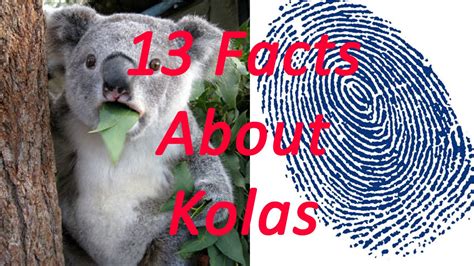 Facts About Koalas Youtube