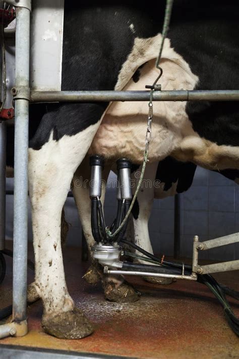 Process Of Milking Cows On Industrial Rotary Equipment On Dairy Farm