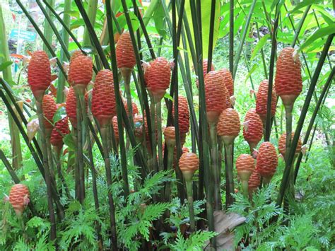 Beehive Ginger Uses Information On Growing Beehive Ginger Plants