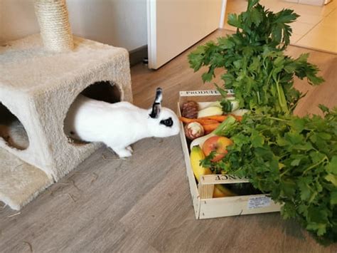 Que Mange Un Lapin Les L Gumes Et Fruits Le Meilleur Pour Mon Lapin