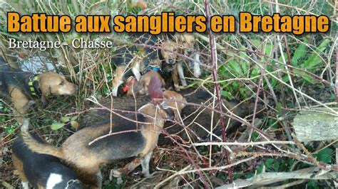 Battue Aux Sangliers En Bretagne Bretagne Chasse 2019 2020 Youtube