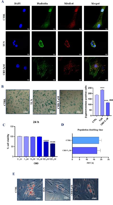 Figure From Cannabidiol Cbd Protects Adipose Derived Mesenchymal