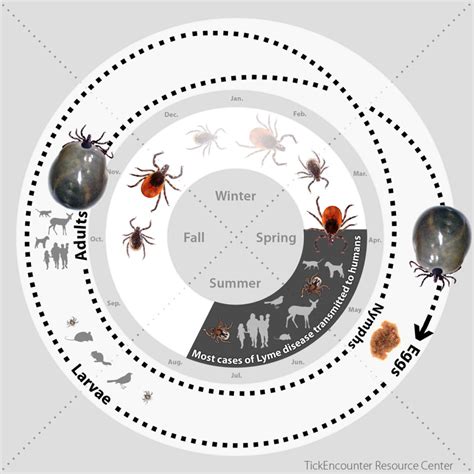 Tick Identification What Do Ticks Look Like