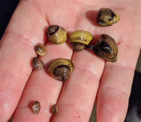 Freshwater Clams Columbia Shuswap Invasive Species Society