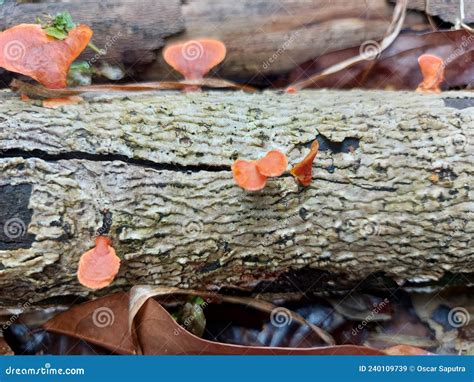 The Beauty Of Bromo Mushroom Latin Name Pycnoporus Sanguineus Stock