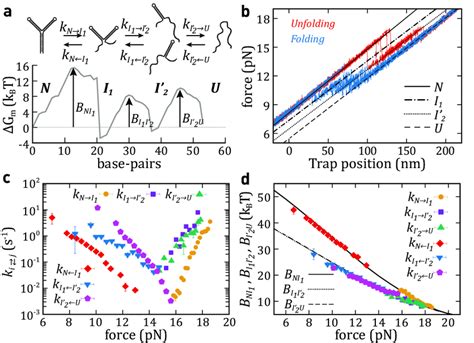 Unfolding-folding kinetics of a triple intermediate (hairpin HI3). (a ... 