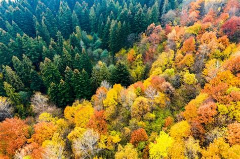 Premium Photo Aerial View Of Dense Green Pine Forest With Canopies Of