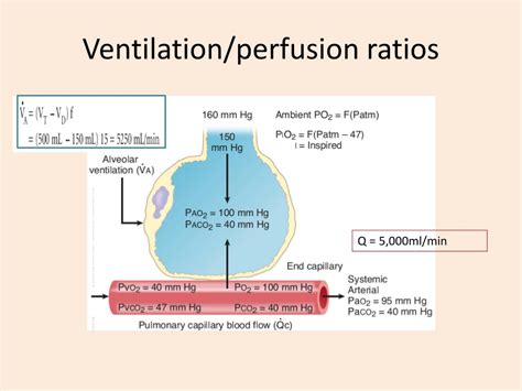 Ppt Ventilation Perfusion Relationships Dr Shafali Singh Powerpoint Presentation Id 3760051