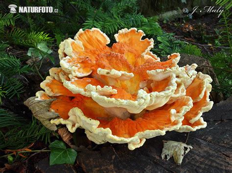 Laetiporus Sulphureus Pictures Chicken Of The Woods Images Nature