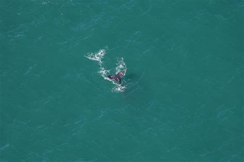 une baleine grise observée en Nouvelle Angleterre une première depuis