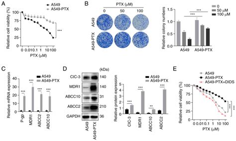 Sox Regulates Paclitaxel Resistance Of A Nonsmall Cell Lung Cancer