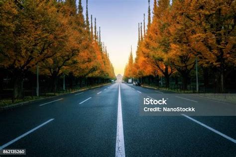 길가에 나무와 아름 다운도 도로에 대한 스톡 사진 및 기타 이미지 도로 곧은 언덕 Istock