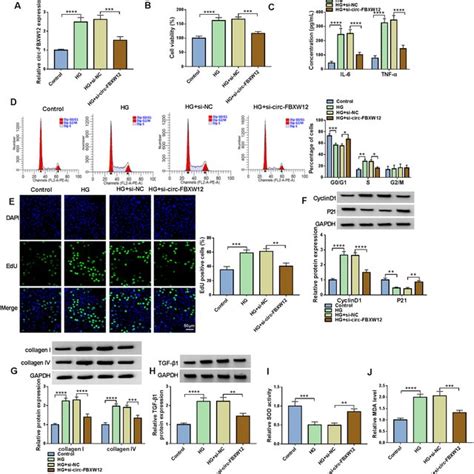 Circ FBXW12 Silencing Reversed HG Mediated Effects On Cell Growth