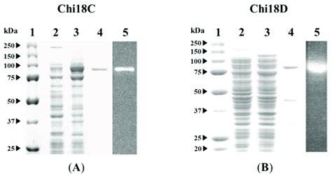 SDS PAGE Lanes 1 4 And Activity Staining After Renaturation Treatment