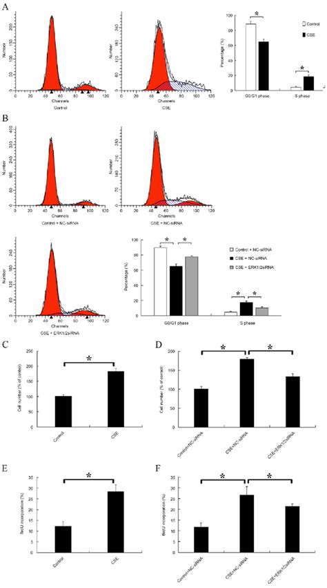 Effect Of CSE And ERK1 2siRNA On Rat Pulmonary Artery Smooth Muscle