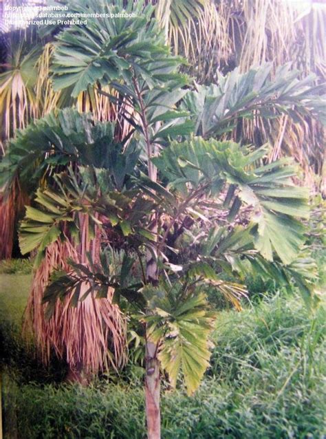 Plantfiles Pictures Normanbya Species Black Palm Queensland Black