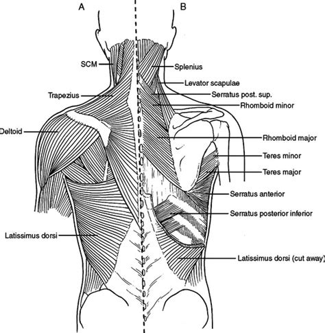 Anatomy Of Chest 0514 Anatomy Of Chest Wall And Thoracic Cavity