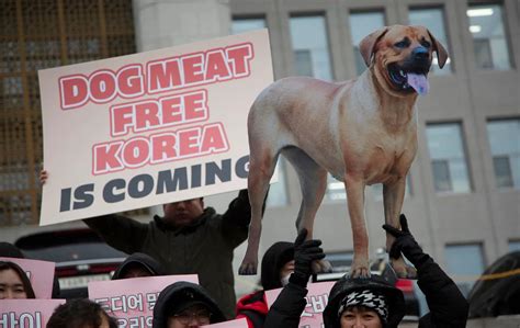 South Korea Passes Law Banning Dog Meat Trade