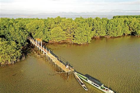 Sasmuan Is Haven For Birds Mangroves Inquirer News