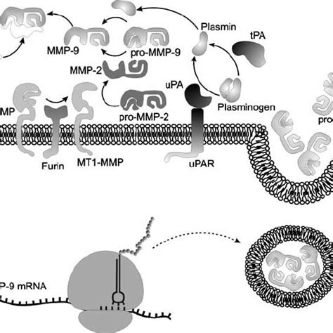 Schematic Representation Of Mmp Synthesis And Activation Mmp Mrna