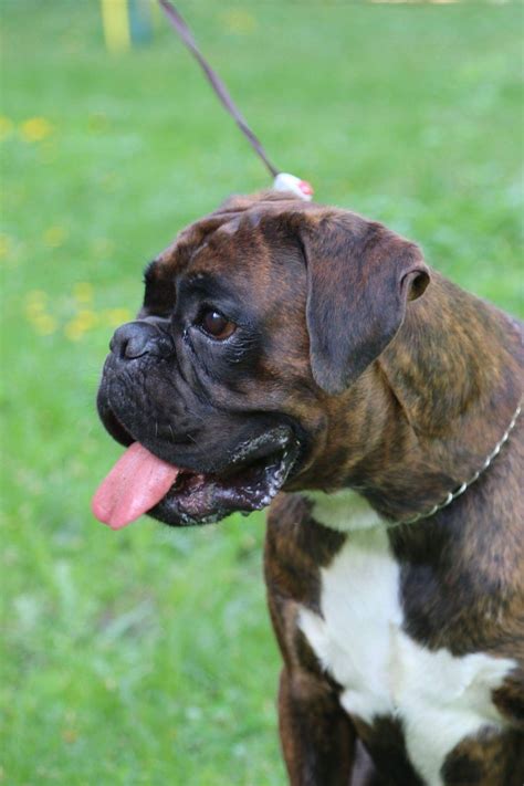 Brown and White Boxer Dog in Lush Green Field