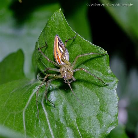 Oxyopes Birmanicus 57Andrew Flickr