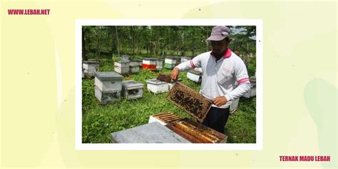 Ternak Madu Lebah Segala Yang Perlu Anda Ketahui Lebah