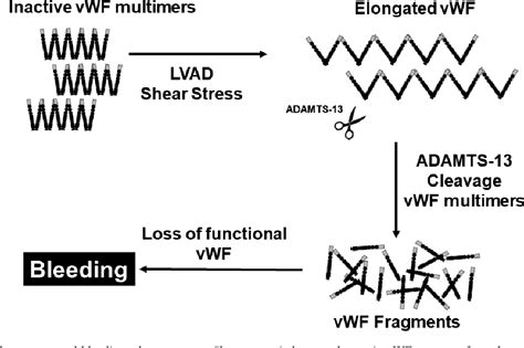 Figure 1 From Acquired Von Willebrand Syndrome And Hemocompatibility