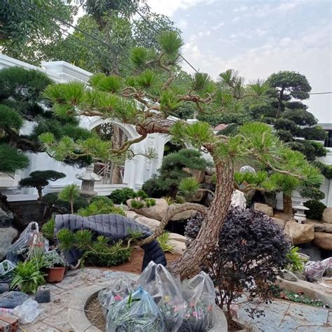 A Bonsai Tree In The Middle Of A Garden With Rocks And Plants Around It