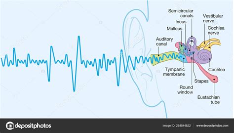 Anatomie de l oreille humaine avec légendes illustration 3D