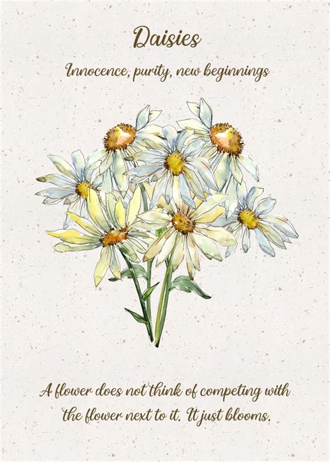 Daisy Flower Meaning Flower Meanings Language Of Flowers New