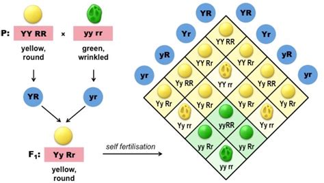 Heredity And Evolution