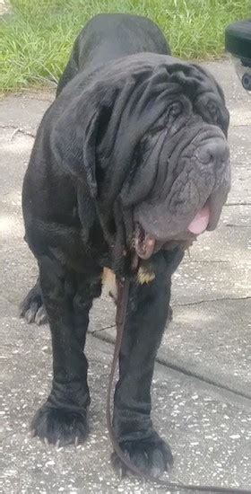 Neapolitan Mastiff Dog Breed Information Images K9rl