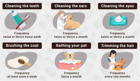 Pet Grooming Tips: Home Bathing and Haircare Techniques