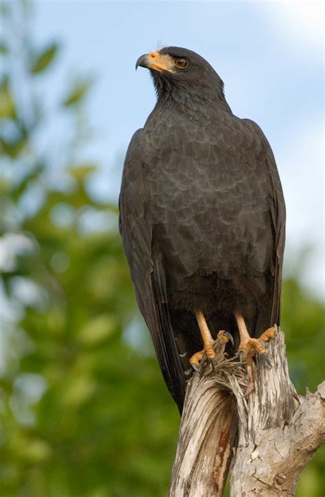 Common Black Hawk Owen Deutsch Photography