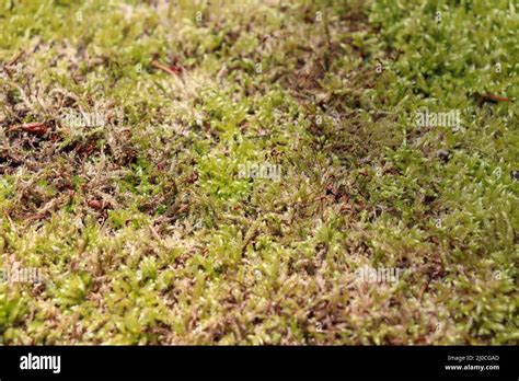 Moss And Lichen On A Stone Wall Stock Photo Alamy