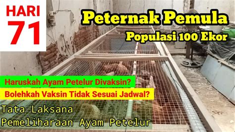 Memelihara Ayam Petelur Dari Doc Sampai Produksi Umur 71 Hari Youtube