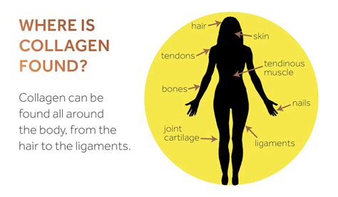 Different Types Of Collagen An A Z Guide Absolute Collagen