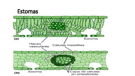 Fotosntesis Cloroplasto Estomas Y Cloroplastos Ubicacin Cloroplastos