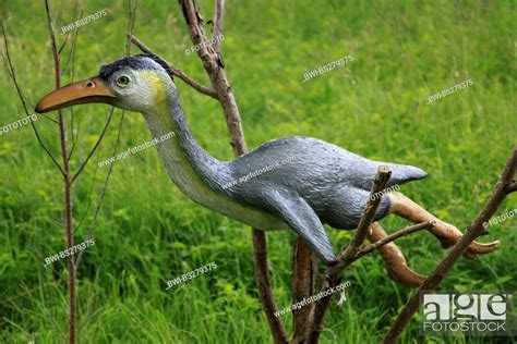 Hesperornis Hesperornis, extinct bird genus, Stock Photo, Picture And Rights Managed Image. Pic ...