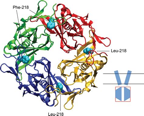 Three Dimensional Homology Model Of The Intracellular Domain Of Kir4 1