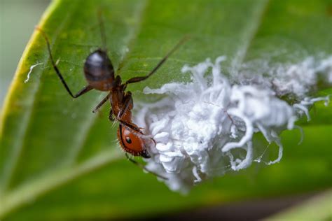 Tipps Wie Sie Ameisen Im Garten Effektiv Bek Mpfen