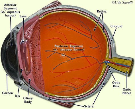 Pin By Shayma On Organs Of The Human Body Eye Anatomy Human Body