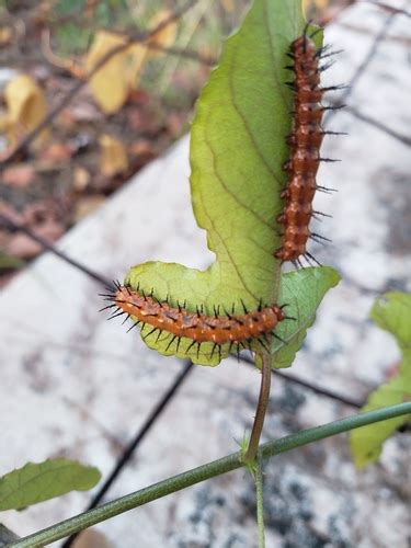 Mariposa pasionaria motas blancas Tizimín y sus mariposas