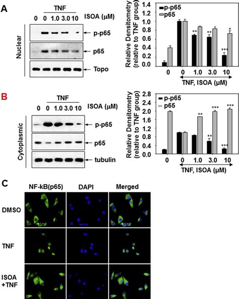 Effect Of ISOA On The TNF A Induced Phosphorylation And Nuclear