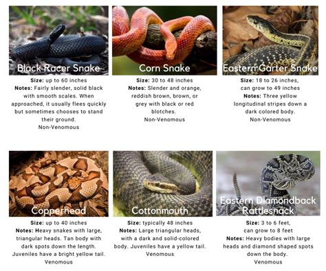 List Of Common Venomous And Non Venomous Snakes In Idaho 42 OFF